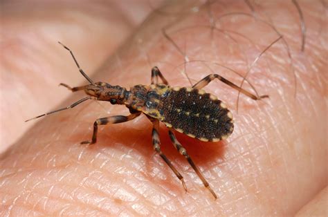 Kissing Bug Everything You Need To Know