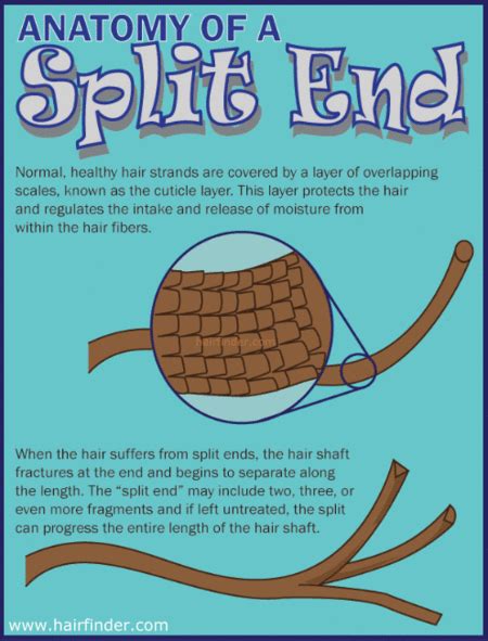 Anatomy of a Split End - #splitends #haircare #hairadvice ...
