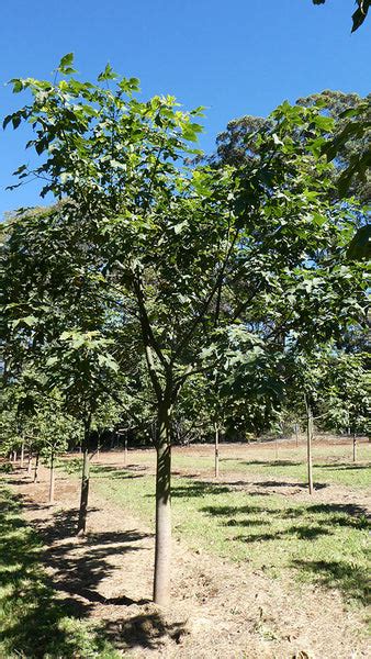 Brachychiton Discolor Lacebark Australian Native Tree Emaho Trees