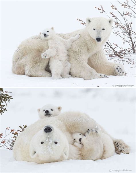 15 Momma Bears Teaching Their Bear Cubs The Ways Of Life Top13