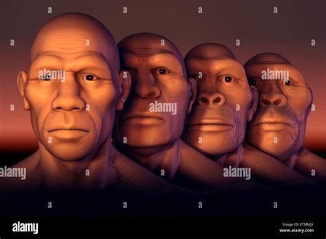 Conceptual Image Showing Four Stages Of Human Evolution