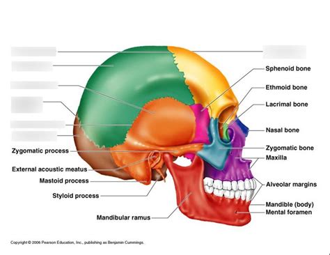 Skull Side View Sutures And Cranial Bones Diagram Quizlet