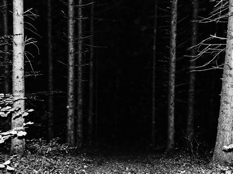 Free Stock Photo Of Blackandwhite Creepy Forest Stock Image Everypixel