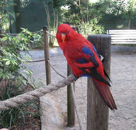 Parrot Encyclopedia Red Lory World Parrot Trust