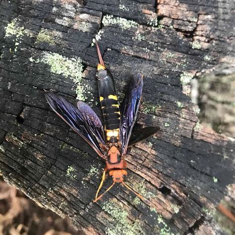 Wasp That Eats Wood Horntail Identification And Preventive Tips