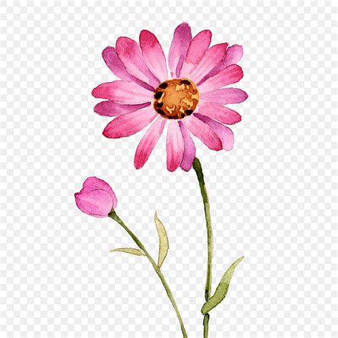 Hand Drawn Daisy Png Picture Pink Daisy Watercolor Hand Drawn