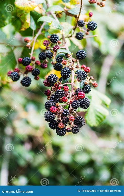 Autumn Blackberry Cluster Stock Image Image Of Ripening 166400283