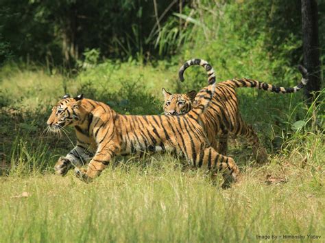Bandhavgarh Tiger Reserve