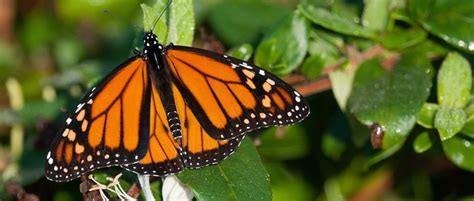 Vineyards Restore Native Habitat Attract Butterflies The Wildlife