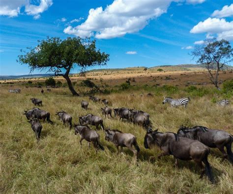 Masai Mara Safari Guide Complet Prix Climat Organisation