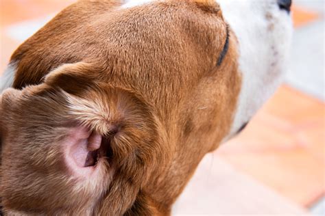 An Image Of A Dog With A Bacterial Infection Cause Inflammation In The