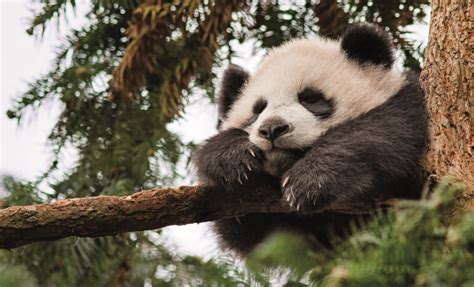 Giant Panda Born At Wakayama Zoo In Western Japan Japan Ofw