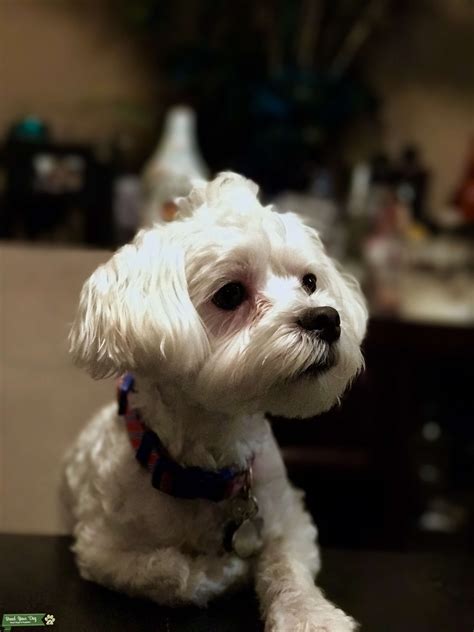 White Pure Bread Maltese Stud Dog In Sarasota The United States