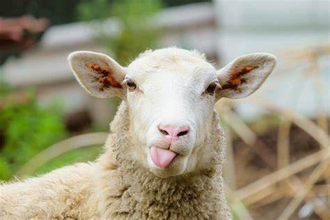 6 Fun Facts About Sheep You Might Not Know Modern Farmer