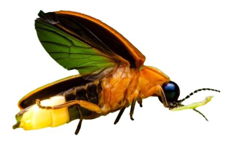 Firefly Insect Png All