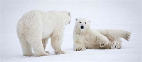 Polar Bears Can Survive Ice Melt Even Without Seals