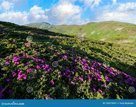 Pink Rose Rhododendron Flowers On Summer Mountain Slope Stock Image