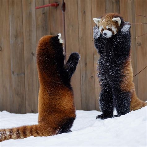 Hands Up Red Panda Cute Cute Animals Cute Baby Animals
