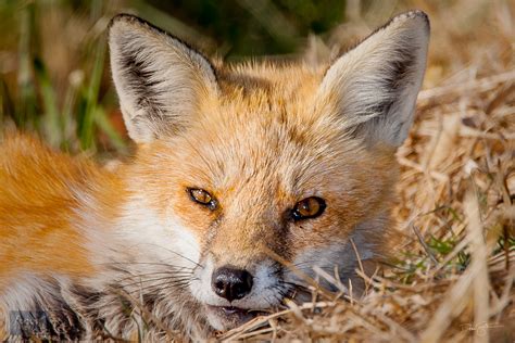 Sleepy Red Fox Bombay Hook National Wildlife Refuge Delaware Focus