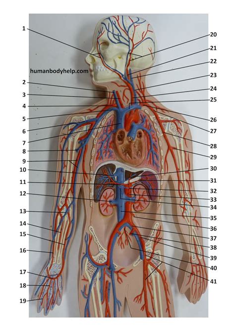 Blood Vessels Labeled Model Vascular System Models Arteries Veins