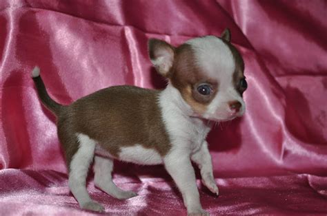 Sarylin Emily Kennel Chocolate Chihuahua Puppies For Sale