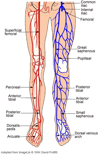 Lower Limb Artery And Vein Anatomical Innervation Anatomynote Com Leg Vein Anatomy