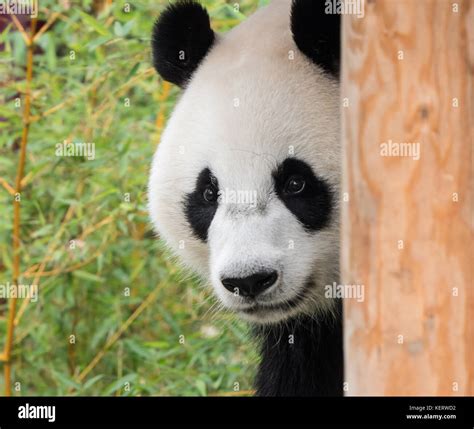 Giant Panda Bear Sticking Out His Tongue Stock Photo Alamy