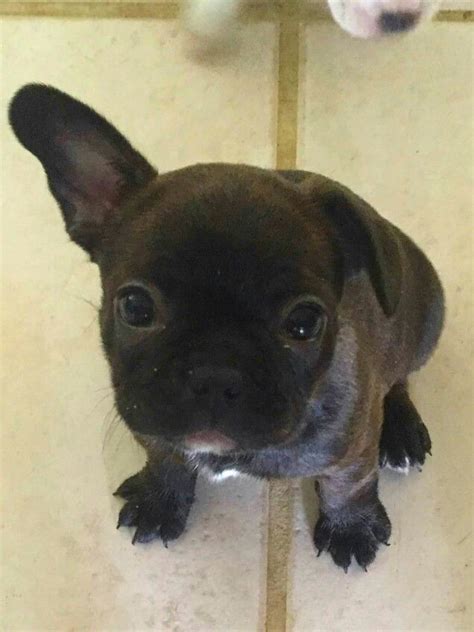 Sierra The Frenchton Puppy French Bulldog And Boston Terrier Mix