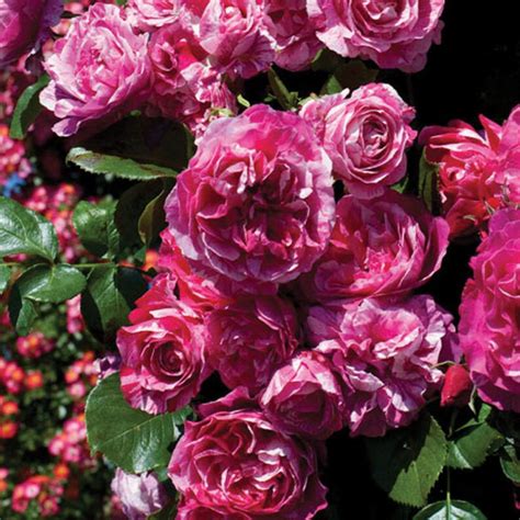 Raspberry Cream Twirl Climbing Rose Plant Potted 100 Petals Etsy