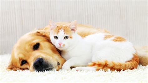 Use them in commercial designs under lifetime, perpetual & worldwide rights. Own a dog or a cat in Montreal? Here's what's next | CBC News