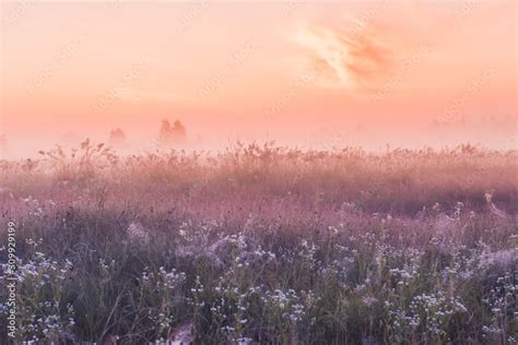 Summer Sunrise Field Of Blooming Pink Meadow Flowers Stock Photo