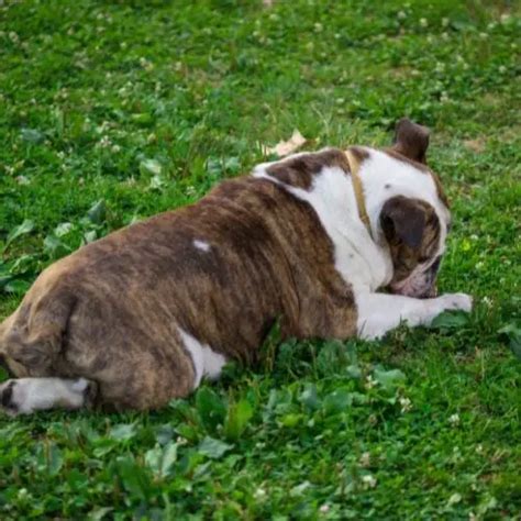 4 English Bulldog Tail Types You Should Know
