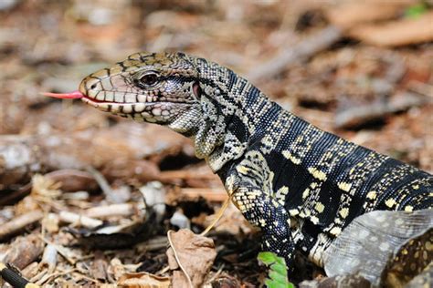 Argentine Red Tegu Size These Highly Intellectual Lizards Can Even Be