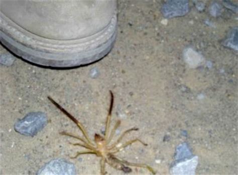 (also widely known as a camel spider). "Zimm's Blog": Kuwait Critter - Part 2