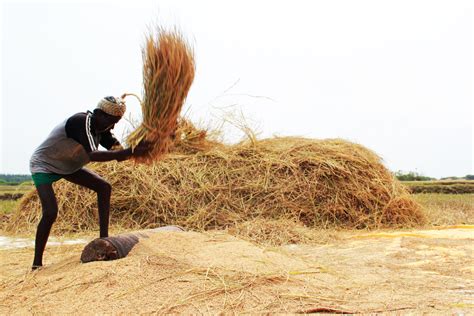This site provides total 4 hindi meaning for camel. Threshing | Difference Between Threshing And Winnowing ...