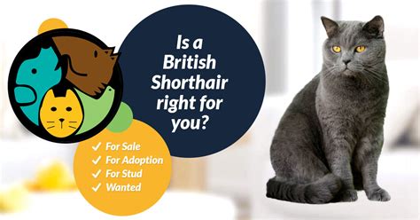 British Shorthair Cat Breed Ukpets