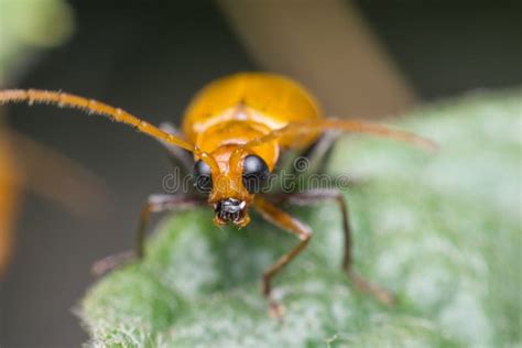Macro Photography Insects Scutelleridae Jewel Bugmacro Stock Image
