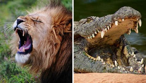 Do Crocodiles Eat Lions • Support Wild