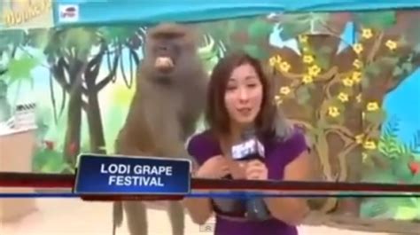 Grinning Baboon Gropes Reporters Breast While On Air