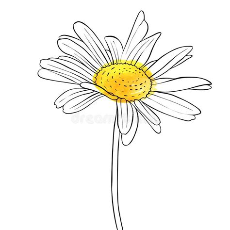 Flor Del Dibujo Del Vector De La Margarita Ilustración Del Vector