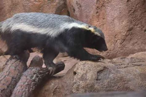 Badgers In Michigan Animals Research