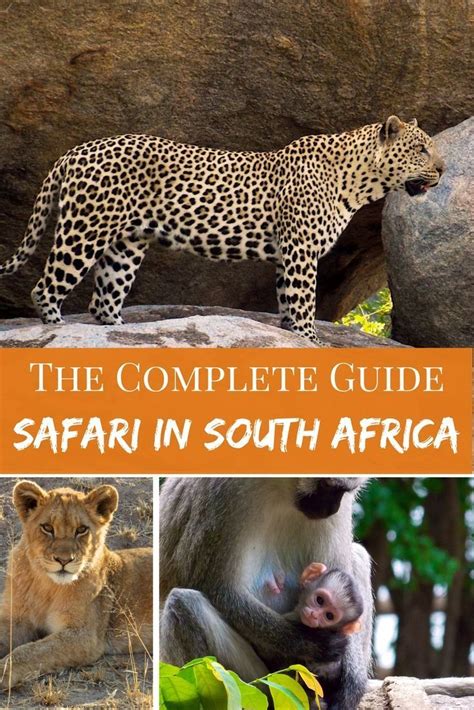 Safari In South Africa A Practical Guide The Travelling Chilli