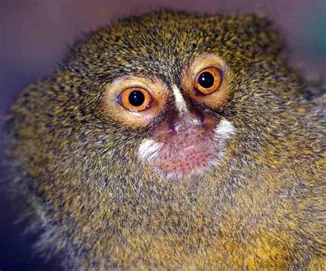 Cute Photos Of Animals With Big Eyes Animals Zone