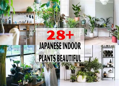 28 Japanese Indoor Plants Beautiful Collections For Your Home
