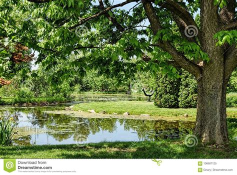 Pond Under Green Tree Surrounded With Lush Grass Stock Image Image Of