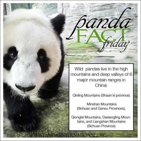 Panda Fact Friday Where Do Wild Pandas Live Pandas International