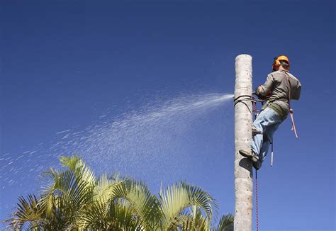 Is My Palm Tree Dying Signs And How To Revive It