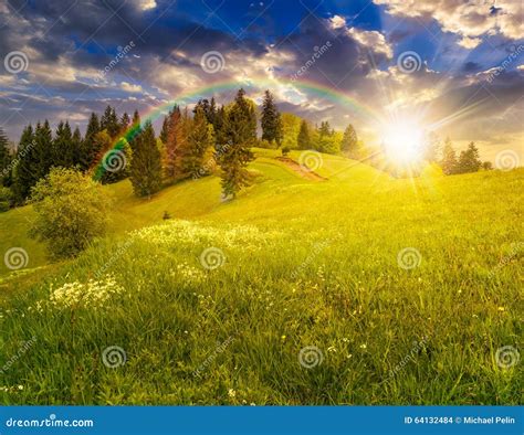 Few Trees On Hillside Meadow At Sunset Stock Photo Image Of Clearing