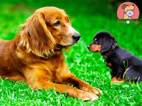 Your older dog considers your house his house. Introduce a New Puppy to Your Elder Dog - Furry 'n Fluffy