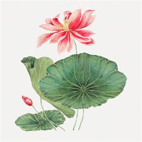 Vintage Japanese Lotus Psd Art Premium Psd Illustration Rawpixel